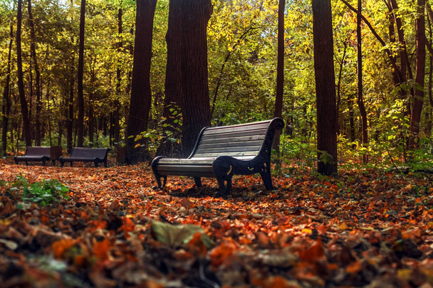 Benches in fall park at harmony sunny weather - 写真・画像