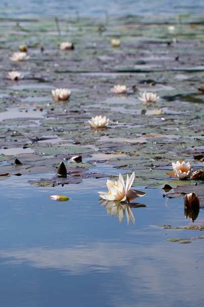Water lilies - Nymphaea on a lake in a detailed shot - Photo, Image