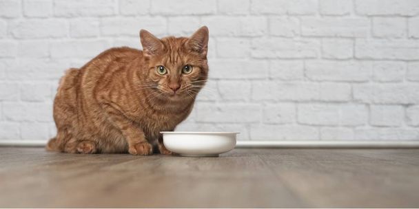 Імбирний кіт сидить навколо миски і чекає їжі
. - Фото, зображення