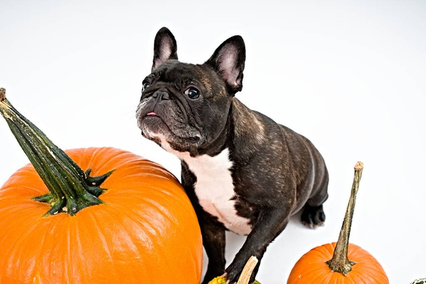 French bulldog and pumpkins on white background                                    - Foto, imagen