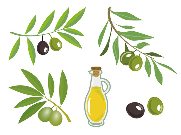 Set, collection of isolated flat vector olives and olive oil bottles. - Vetor, Imagem