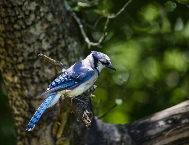 Un arrendajo azul se posa en un manzano, proporcionando una vista de perfil
. - Foto, imagen