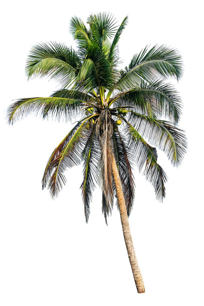 Kokosnoot palmboom geïsoleerd op wit - Foto, afbeelding