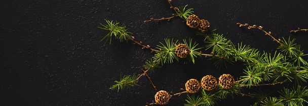 banner of branches of coniferous tree with cones. christmas black background - Foto, afbeelding