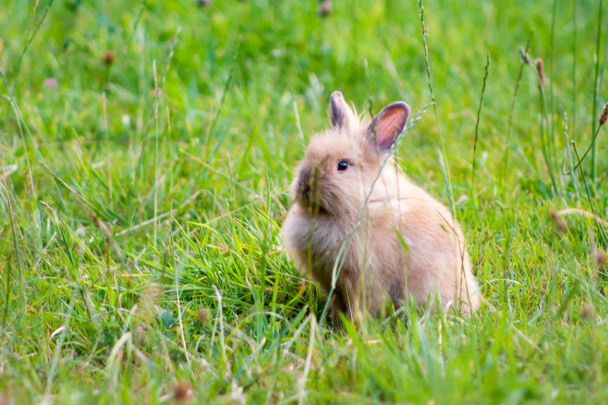 Кролик на траві. крупним планом
. - Фото, зображення