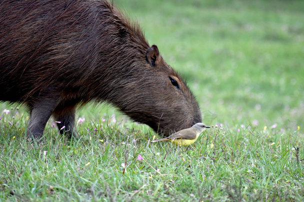Big capybara and a samll benteveo in the lake of Salto Grande, Argentina - Photo, Image