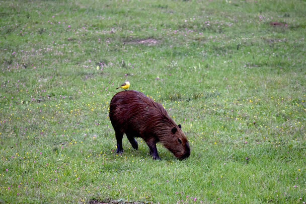 Gran capibara y un samll benteveo en el lago de Salto Grande, Argentina
 - Foto, imagen