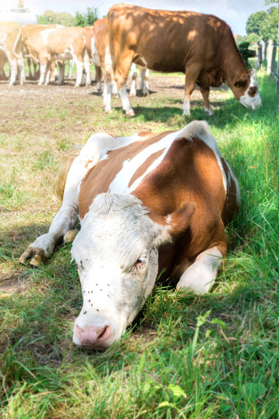 Portret smutny krowy. Smutna krowa leży na trawie w cieniu. Muchy siedzą na krowę, gryzie ją. - Zdjęcie, obraz