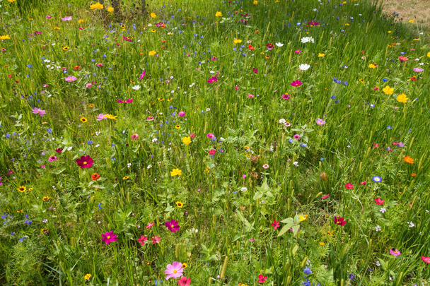 background of Wild Meadow with multicolored flowers. - Photo, Image