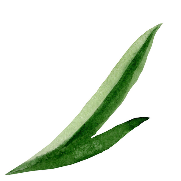 Watercolor green leaf of lily flower. Floral botanical flower. Isolated illustration element. - Foto, imagen