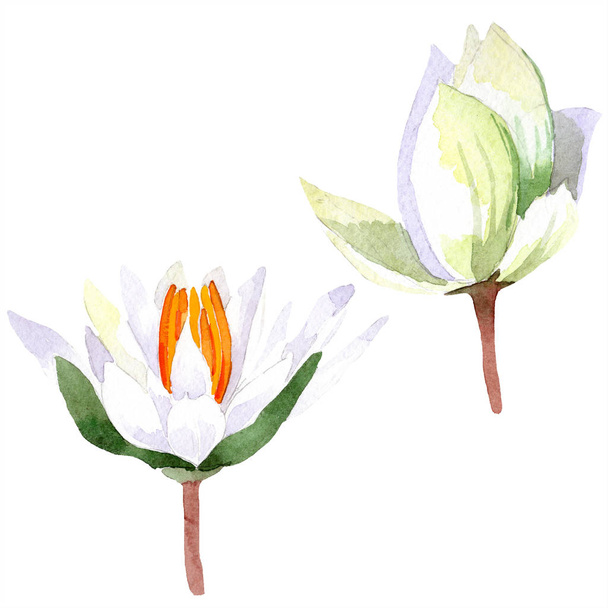 Akvarelu bílý Lotosový květ. Květinové botanické květin. Izolované ilustrace prvek. - Fotografie, Obrázek