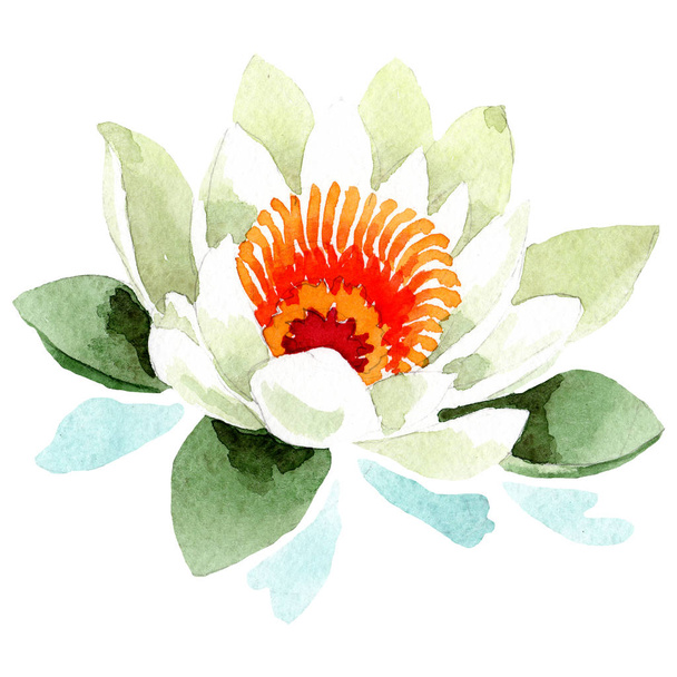Акварель белый цветок лотоса. Цветочный ботанический цветок. Изолированный элемент иллюстрации
. - Фото, изображение