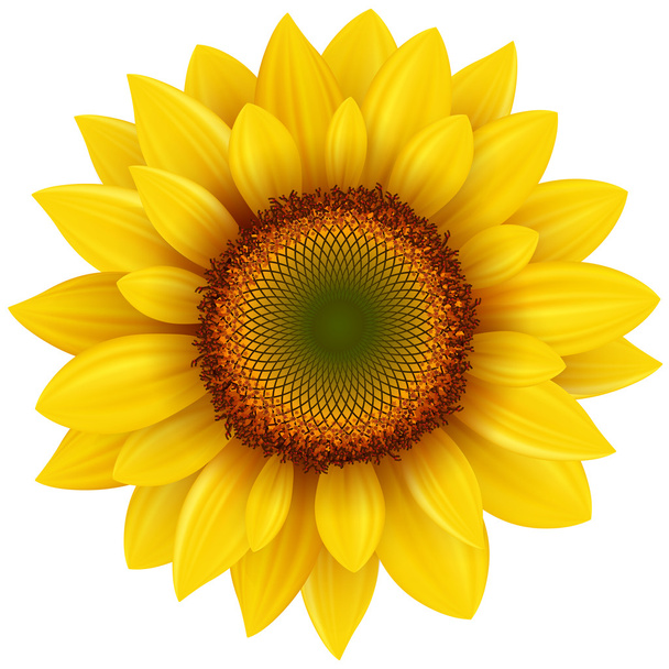 Sunflower - Vektor, Bild