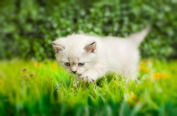 Βρεταννόs στενογραφία γατάκι με γαλάζια μάτια στο πράσινο γρασίδι. - Φωτογραφία, εικόνα