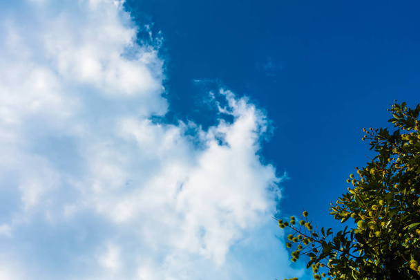 Calma cielo azul con árbol y nubes blancas en movimiento
  - Foto, Imagen