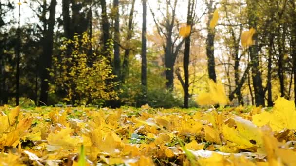 Folhas de queda no outono dourado, folhas amarelas de bordo voam no vento e caem no chão em um dia ensolarado, em câmera lenta
 - Filmagem, Vídeo