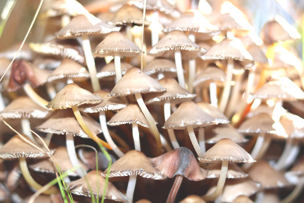 many poisonous mushrooms close up in autumn forest - Photo, Image