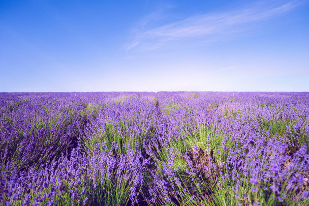 close up of Lavender Field in the summer at daytime  - Fotografie, Obrázek