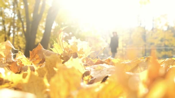 Blurred silhouette of a woman walking in the autumn light in fallen leaves, abstraction - Footage, Video