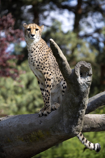 Cheetah, Acinonyx jubatus, sitting on the trunk - Фото, изображение
