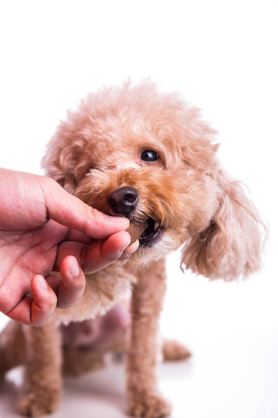 Közelkép a odaad etetés a kisállat kutya rágótabletta, védelmére és kezelésére, heartworm betegség, fehér háttér - Fotó, kép