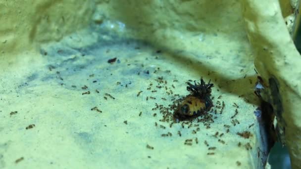 Indonesia hormigas rojas comiendo indonesio Apestoso Bug
 - Metraje, vídeo