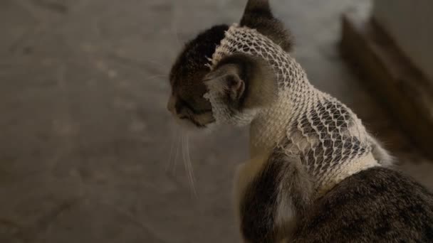 koncepce ochrany zvířat. bezdomovci kočka s obvazem na hlavě. - Záběry, video
