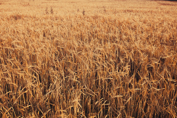 Pere d'oro di grano sul campo con spighe
 - Foto, immagini