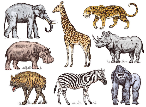 Afrika hayvanları kümesi. Gergedan fil zürafa su aygırı leopar sırtlan Western goril vahşi. Oyulmuş elle çizilmiş Vintage eski tek renkli safari kroki. Vektör çizim. - Vektör, Görsel