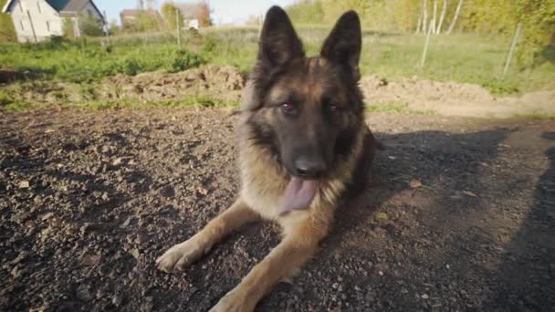 Shepherd dog lies on the sun, shepherd dog outdoors, humans pets, playing with dog - Footage, Video