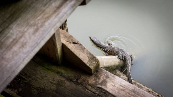 Baby monitor jaszczurka na drewnianym pomostem nad kanałem - Zdjęcie, obraz
