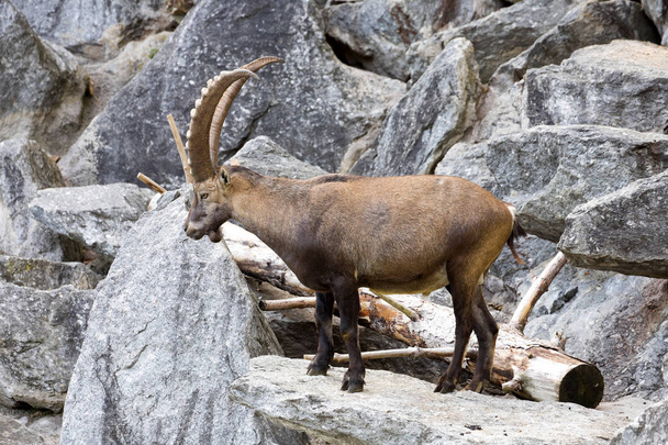 El íbice alpino, Capra ibex ibex, es el orgullo de los prados alpinos
 - Foto, Imagen
