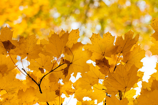 Klesající podzimní javorové listy přirozené pozadí. Barevné listí. - Fotografie, Obrázek