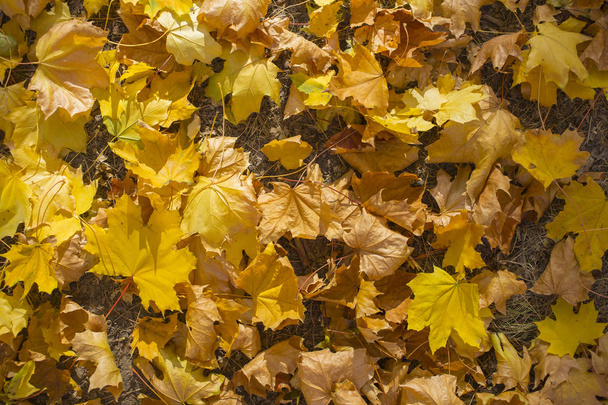Поле кленового листя. Осінній килим. Дерева скинули листя
. - Фото, зображення