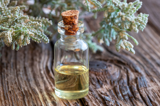 A bottle of essential oil with fresh Santolina chamaecyparissus twigs - Photo, Image