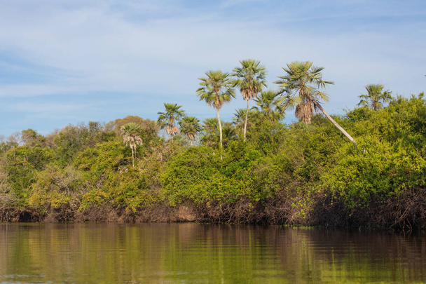 jungle view from the river. Pantanal landscape - Foto, Imagem