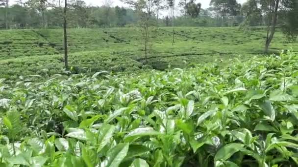 Plantation de thé à Wonosobo. Indonésie, Java
 - Séquence, vidéo