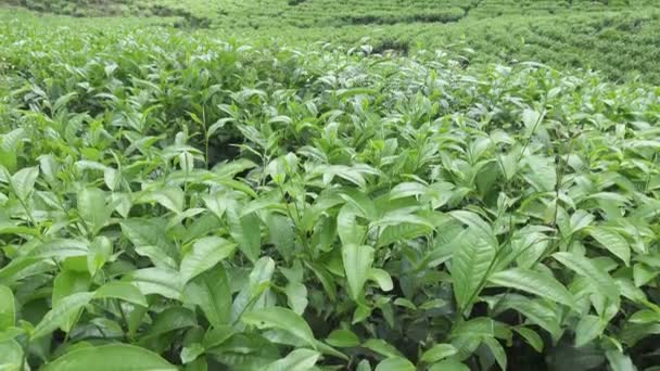Čajová plantáž ve Wonosobo. Indonésie, Java - Záběry, video