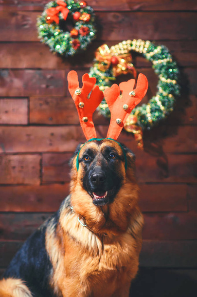 Pastor alemão no fundo de um Ano Novo. Retrato de um cachorro laranja com chifres de veado. Cão treinado. Pastor adulto amável. Chifre de Natal no cão
 - Foto, Imagem