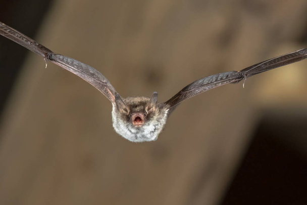 Rare Natterer's bat (Myotis nattereri) flying on church attic with distinctive white belly - Photo, Image
