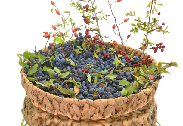 Damson Berries (Prunus domestica subsp. insititia, or sometimes Prunus insititia) - Photo, Image