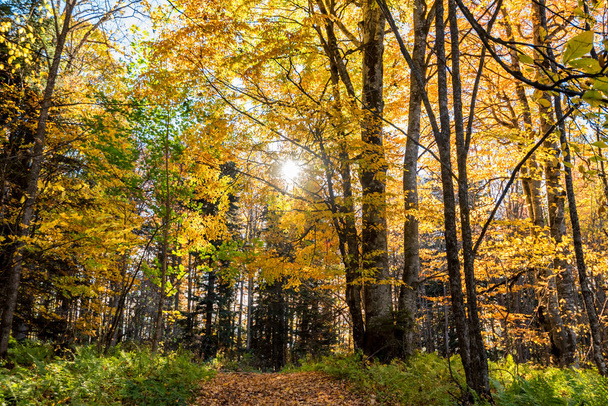 Scenic landscape of beautiful sunlit autumn forest - Foto, Imagem