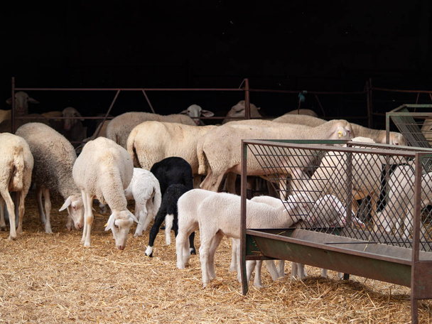 A flock of sheep, lambs and rams on a farm feeding - Photo, Image