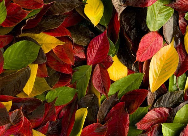 秋の背景が緑赤黄色の葉します。 - 写真・画像