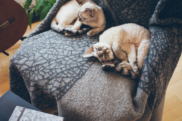 Δύο αξιολάτρευτο και αστεία ΝΤΕΒΟΝ Ρεξ γατάκια με μπλε μάτια καθορισμό μαζί στην κουβέρτα μαλακό μαλλί. Γάτες έννοια αγάπης και τρυφερότητας. Καλή αίσθηση μαζί. - Φωτογραφία, εικόνα