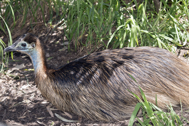 the young cassowary is resting on the ground - Photo, image