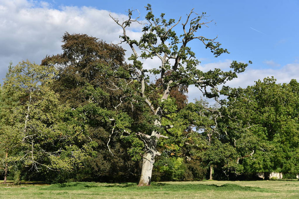 старое кривое дерево, растущее на лужайке в парке
 - Фото, изображение