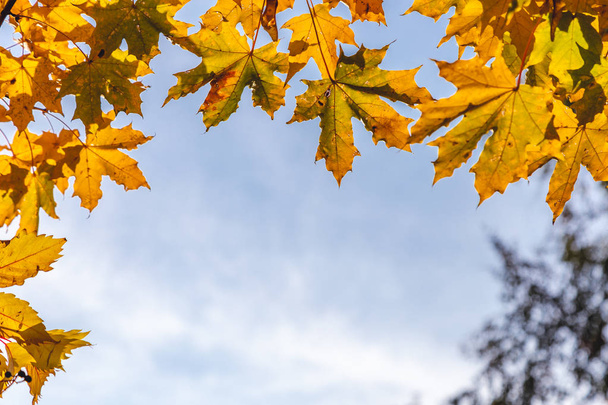 листья канадского клена
  - Фото, изображение