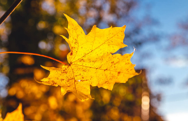 з канадського кленового листя  - Фото, зображення