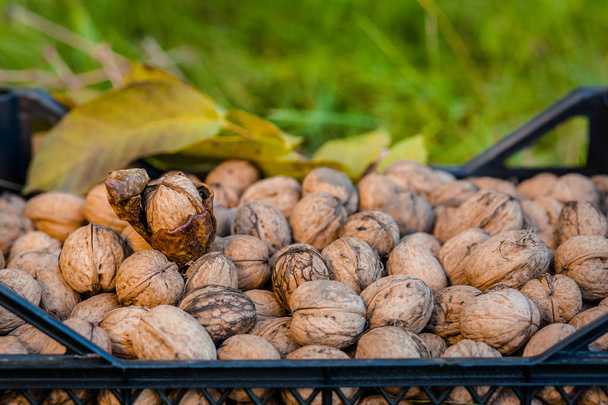 Freshly picked walnuts in boxes. Autumn harvest in the garden. Regal Judges nuts. - Photo, Image